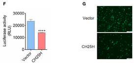 Wang: CH25H lowers virus entry