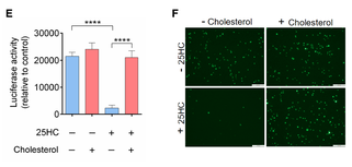 Wang: cholesterol rescue