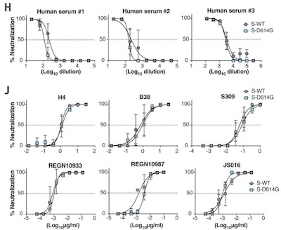 Hou, et al.: Abs neutralizing wild-type SARS-CoV-2 also work vs mutant