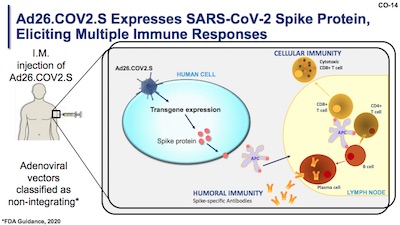 Janssen: Ad26 Viral Vector Mechanism of Action