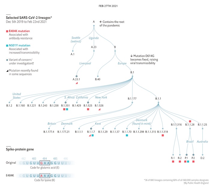 Economist: Public Health England's estimate of SARS-CoV-2 phylogenetic tree