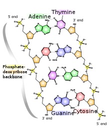 Wikipedia: directionality in nucleotide sequences