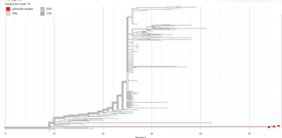 PANGO/NextStrain generated cladogram of SARS-CoV2 lineages
