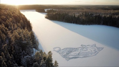 Ephemeral art: 90m arctic fox on Lake Pitkajarvi near Helsinki