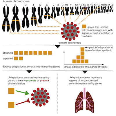 Human/coronavirus interactome, excess adaptations, time scale