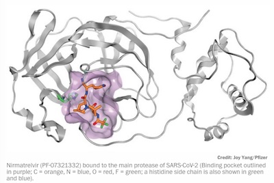 Halford @ C&E News: Joy Yang of Pfizer's structural diagram of nirmatrelvir bound to SARS-CoV2 3CLpro