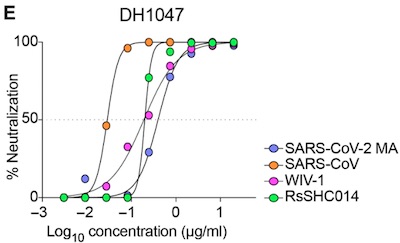 Martinez et al. @ Science Transl Med: DH1047 dose-response neutralization curve vs 4 coronaviruses