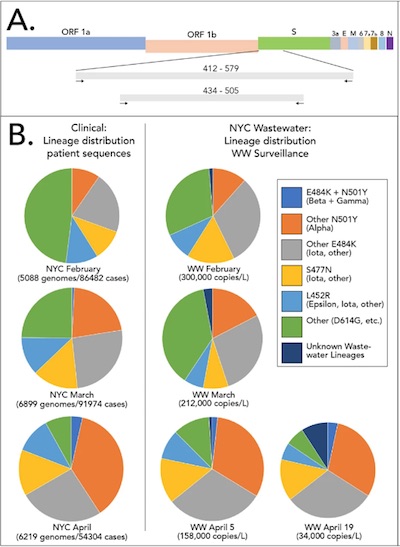 Smyth @ NatComm Fig 1 A&B: amplifications tracked and clinical/wastewater abundances over time