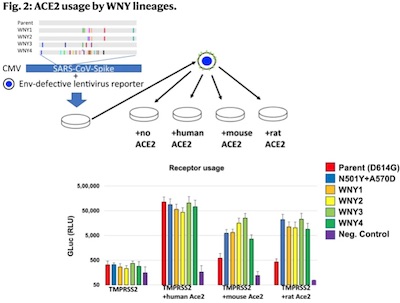 Smyth @ NatComm Fig 2: Cryptic sequences binding to rat and mouse ACE2