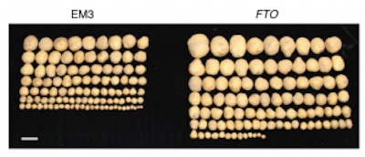 Higher yield potatoes with transgenic RNA demethylation gene FTO