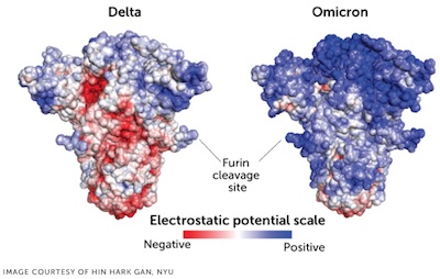 Gan, et al. @ bioRχiv: improved negative charge distribution in Omicron spike