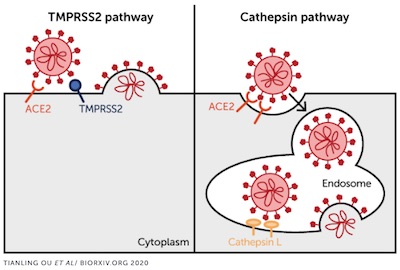 Hui, et al. @ Nature: Omicron uses cathepsin L endosome