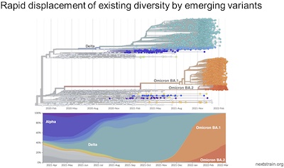 Bedford @ Fred Hutchinson: SARS-CoV-2 cladogram & strain abundances