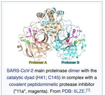 Wikipedia: 3-chymotrypsin-like protease/nsp5
