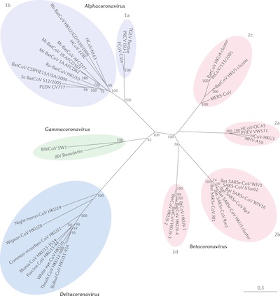 J Cui, et al. @ Nat Rev Microbiol: Coronavirus phylogeny (2019)