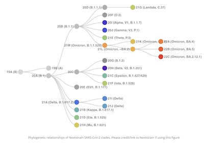 CoVariants/NextStrain: SARS-CoV2 evolution