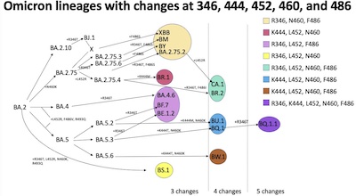 SARS-CoV2 lineage: 'convergent evolution on steroids'