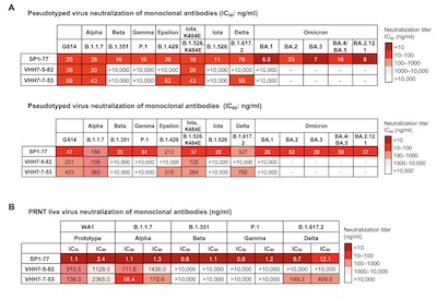 Neutralization curves of 3 abs vis pseudotype virus and live virus