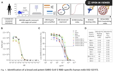 Kumar, et al. @ Sci Adv: Potency curves vs spike IgG and live virus