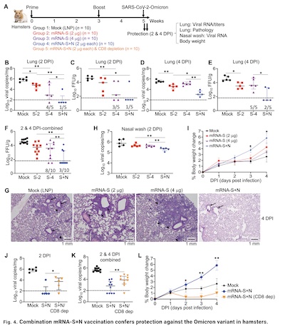 Hajnik, et al. @ SciTranslMed: Effects of S+N vax on hamsters vs Omicron