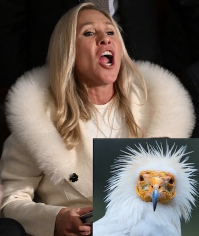 MTG @ SoTU: Comparison with Egyptian white vulture