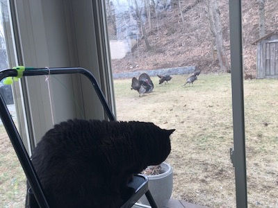 The Weekend Publisher, on guard duty vs the horde of wild turkeys