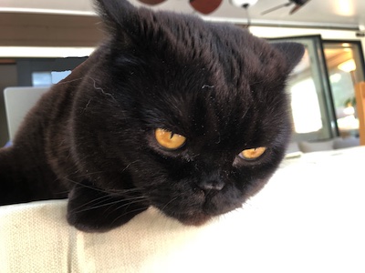 The Weekend Publisher, hanging over the table edge, looking barfy