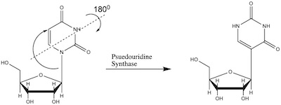 Wikimedia: pseudouridine synthase rotates a ring on uridine