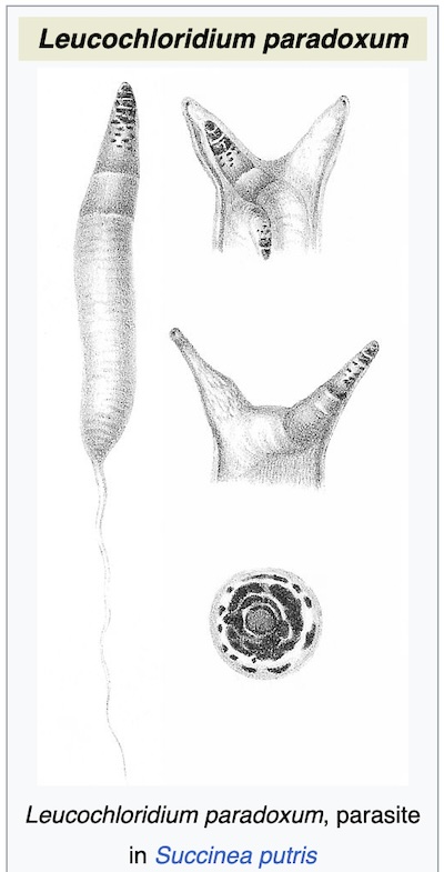 Wikipedia: parasitic worm Leucochloridium paradoxum
