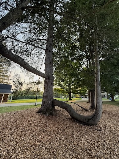 Tanglewood: topiary madness with trees