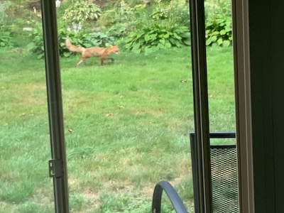 The Château Weekend 'dog' is actually a fox