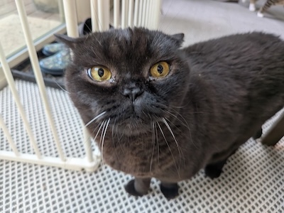 The Weekend Publisher disapproves of dogs of all sorts, not just for crypto security reasons