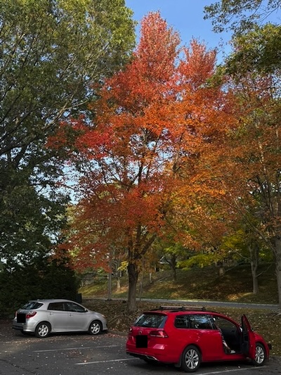 Beautiful image of a tree with red/orange leaves, spotlighted by an opening with bright sunlight