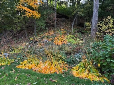 The Weekend Editrix's shade garden on a forested hillside, featuring bright yellow hostas getting ready for winter