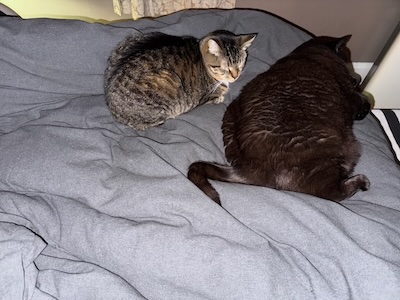 The Weekend Publisher & Assistant Weekend Publisher, asleep at the foot of the bed, for once not attempting to murder each other.  They approve of winter comforters.