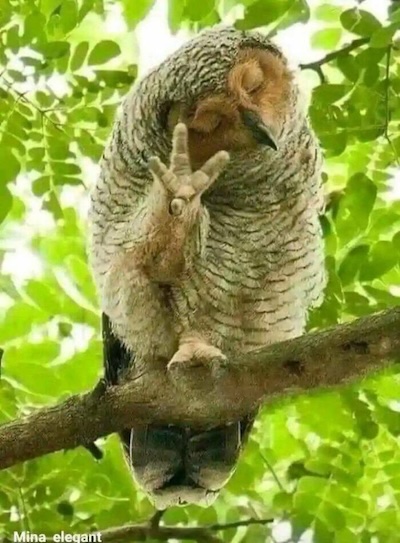 A superb owl, head nodded to one side, eyes closed, holding up 1 claw as if to say: 'No, actually...'