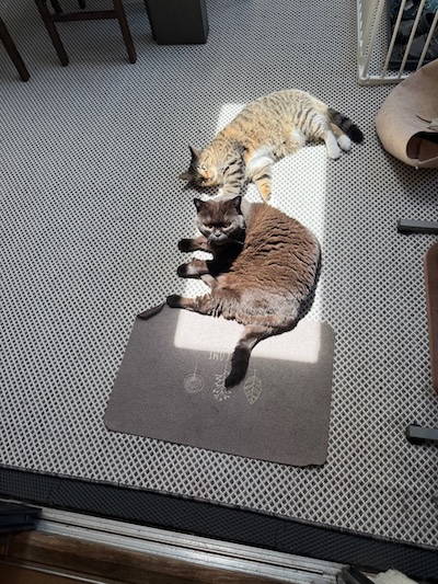 The Weekend Publisher and Assistant find the bright spot somehow