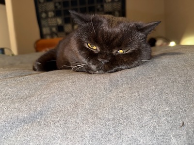The Weekend Publisher&hellip; unimpressed.