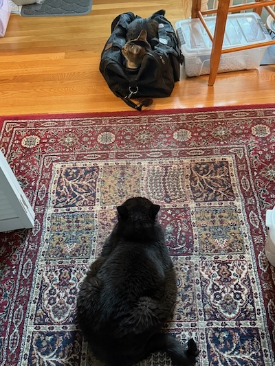 The Weekend Publisher and his assistant, contemplating the elections.  The young tabby cat is in a travel bag, peeking out.  The huge older black cat eyes this situaiton with suspicion.