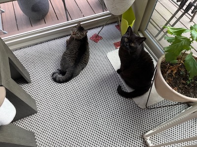 The Weekend Publisher and Assistant Publisher on the lookout for disasters perpetrated by small mammals in the back yard