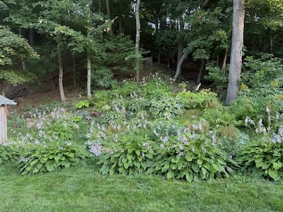 The hostas provided stiff competition for the title of most elegant flora this year