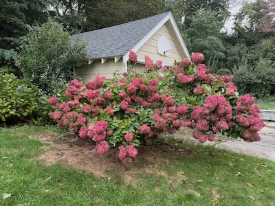 Weekend Team Hydrangea mascot, showing early autumn colors