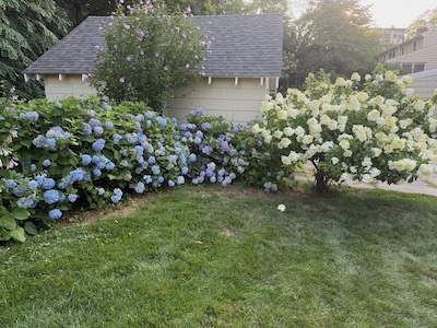 Weekend Team Hydrangea at midsummer, with mascot at right