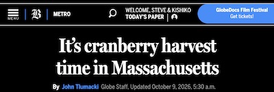 Tlumacki @ Globe: Cranberry harvest time in Mass