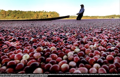 Tlumacki @ Globe: worker and a boom, corralling Mullica Queens