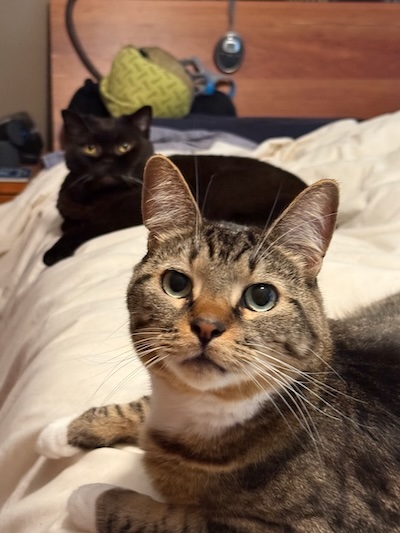 The Assistant Weekend Publisher (foreground) and the Weekend Publisher (background) take over the bed, preventing a morning sleep-in
