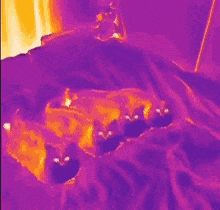 4 cats, 1 rocket-powered, as captured in infrared